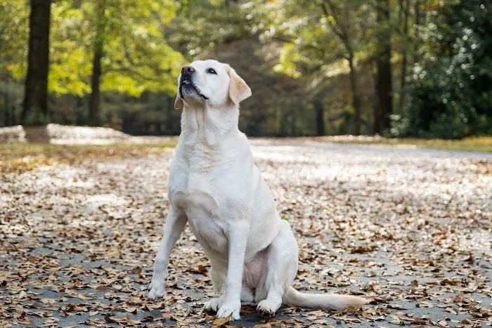 Faithful Hearts Mobile Veterinary Services - End-Of-Life Care 7