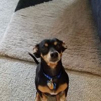 Honea Path Animal Hospital ico