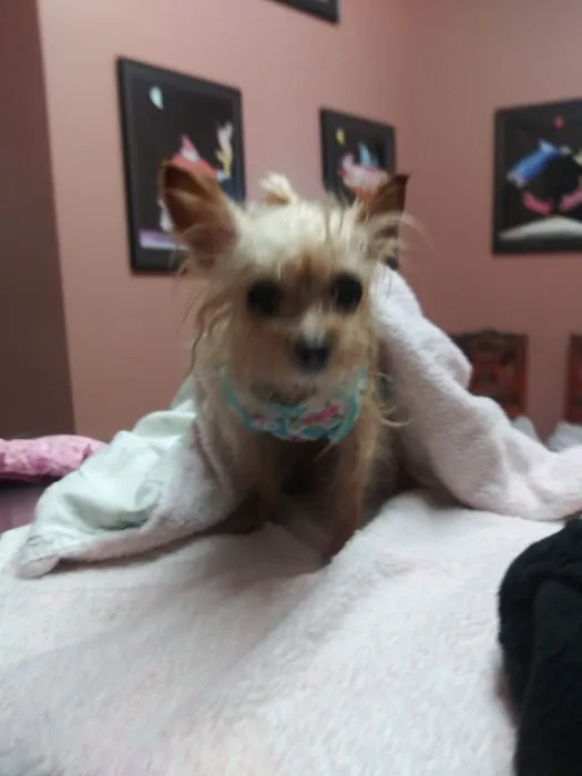 Honea Path Animal Hospital 10