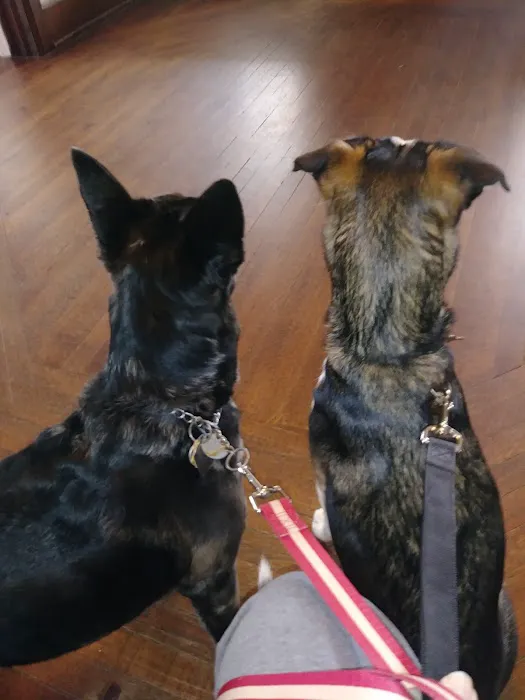 Honea Path Animal Hospital 5
