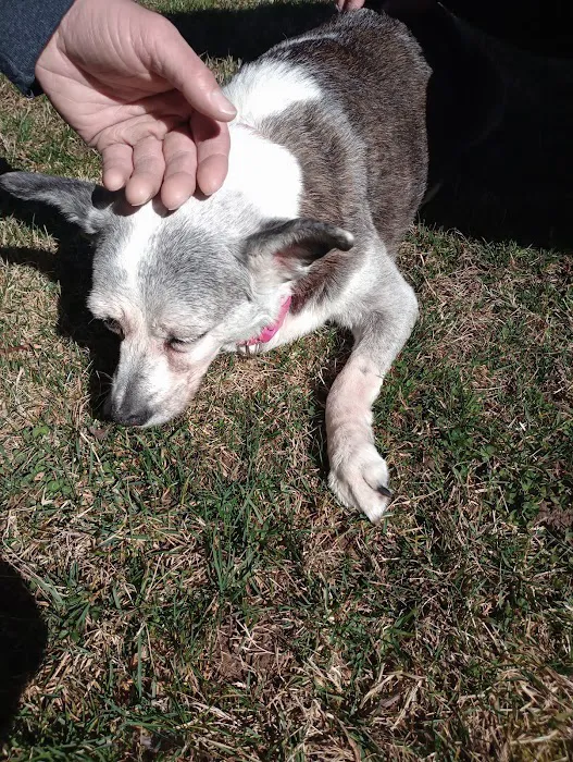 Animals Of Eden Veterinary Hospital PLLC 3