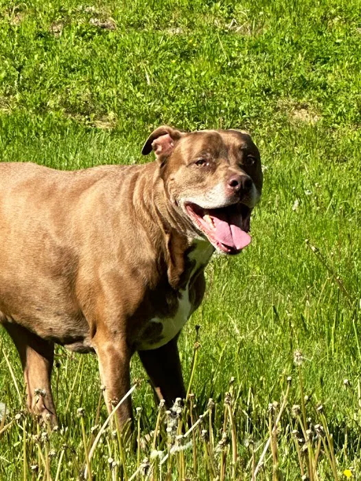 Country Lane Animal Hospital 4