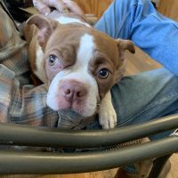 Country Lane Animal Hospital ico