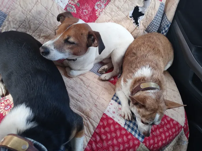 Country Lane Animal Hospital 8