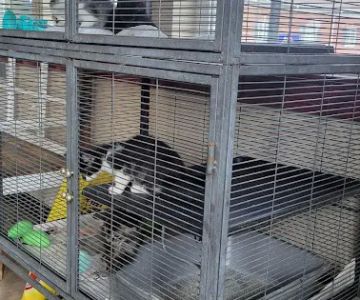 Veterinary Services