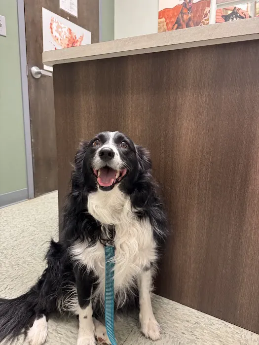 All About Animals Veterinary Clinic 8
