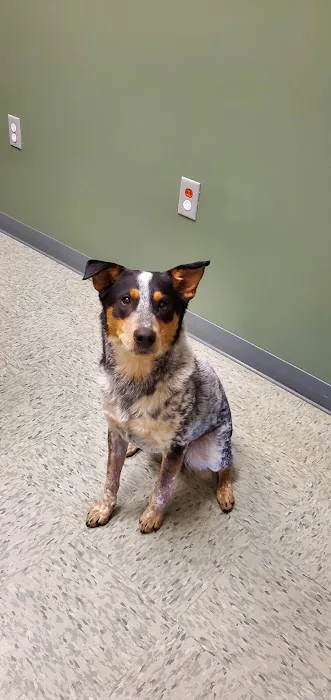 All About Animals Veterinary Clinic 1
