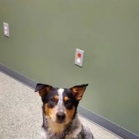 All About Animals Veterinary Clinic ico