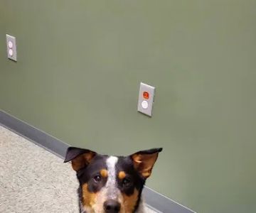 All About Animals Veterinary Clinic