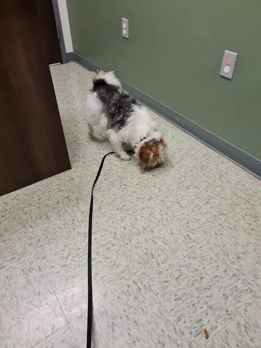 All About Animals Veterinary Clinic 4