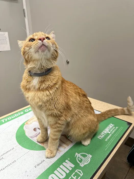 Healthy Petz Veterinary Hospital, LLC 4