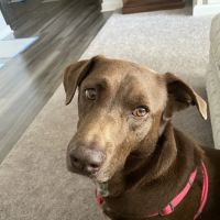 Healthy Petz Veterinary Hospital, LLC ico