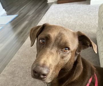 Healthy Petz Veterinary Hospital, LLC