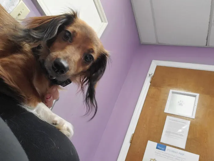 Eastside Animal Hospital 6