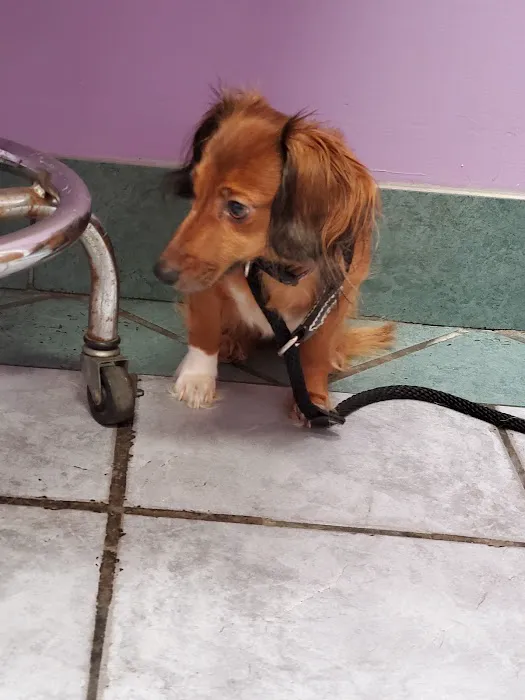 Eastside Animal Hospital 5