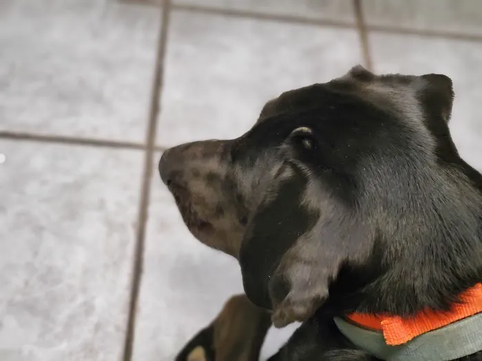 Eastside Animal Hospital 2