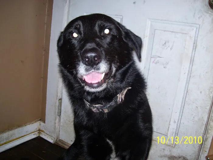 Columbia Hospital For Animals: Vaughn Joshua A DVM 12