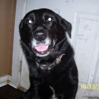 Columbia Hospital For Animals: Vaughn Joshua A DVM ico