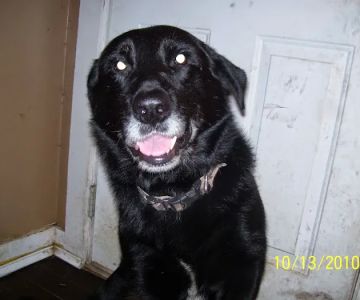 Columbia Hospital For Animals: Vaughn Joshua A DVM