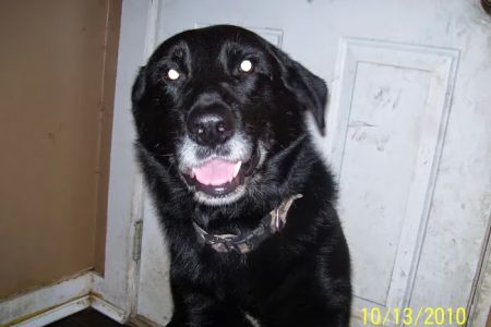 Columbia Hospital For Animals: Vaughn Joshua A DVM
