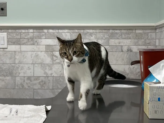 Columbia Hospital For Animals 12