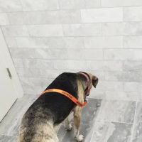 Columbia Hospital For Animals ico