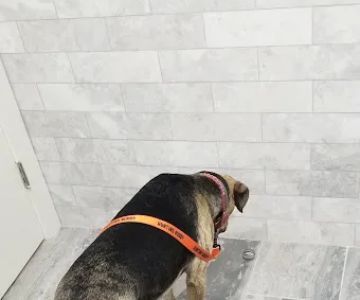 Columbia Hospital For Animals