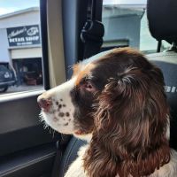 The Animal Clinic & Lodge at Ingram Farm ico