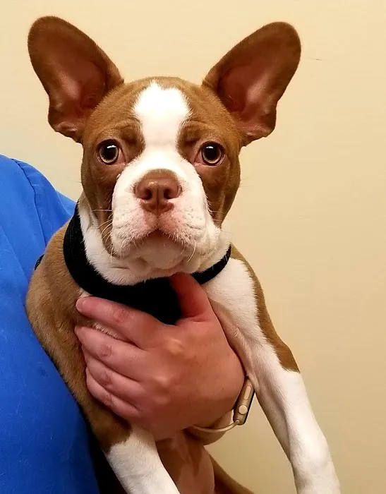 Veterinary Wellness Clinic Of Columbia 12