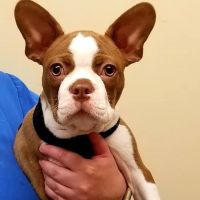 Veterinary Wellness Clinic Of Columbia ico