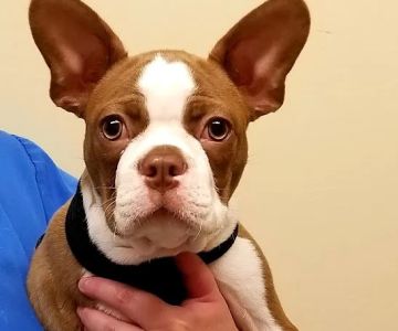 Veterinary Wellness Clinic Of Columbia