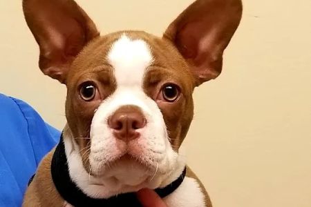 Veterinary Wellness Clinic Of Columbia