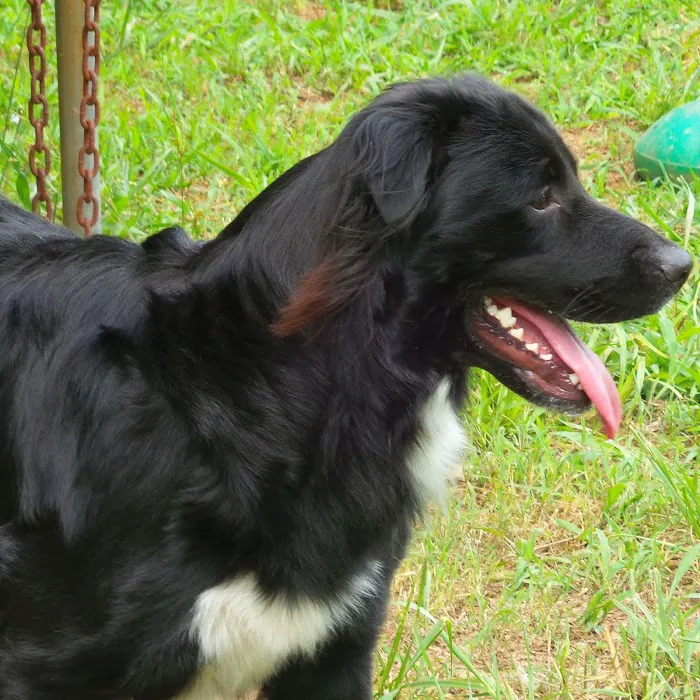 Anderson Veterinary Clinic 10