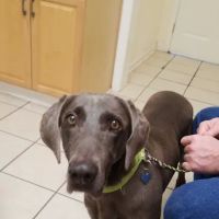 Family Pet Care: Milford Joanna DVM ico