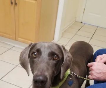 Family Pet Care: Milford Joanna DVM