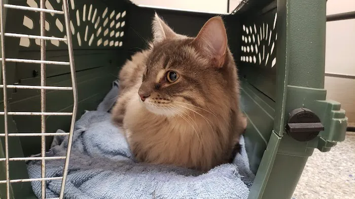 Village Veterinary Clinic 3