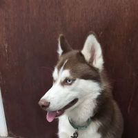 Wall Triana Animal Hospital ico