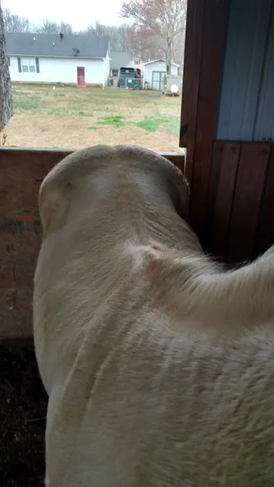 Tennessee Equine Hospital South 4
