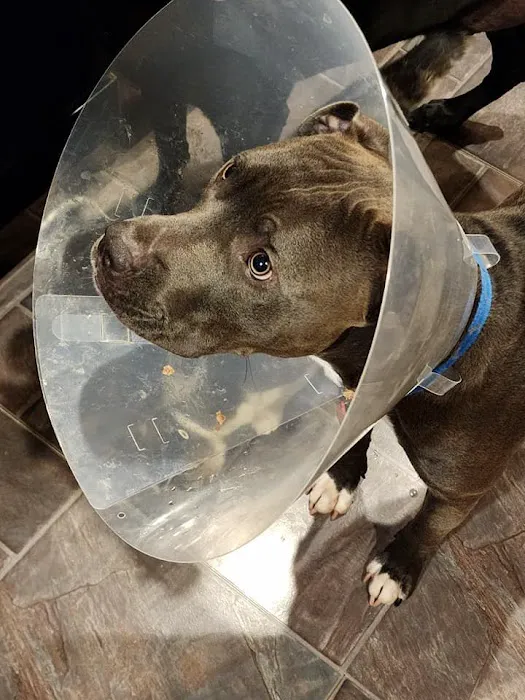 Madison Veterinary Emergency 1