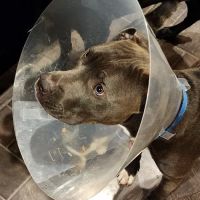 Madison Veterinary Emergency ico