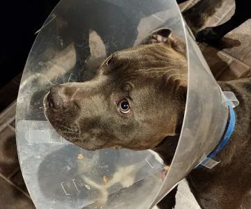 Madison Veterinary Emergency