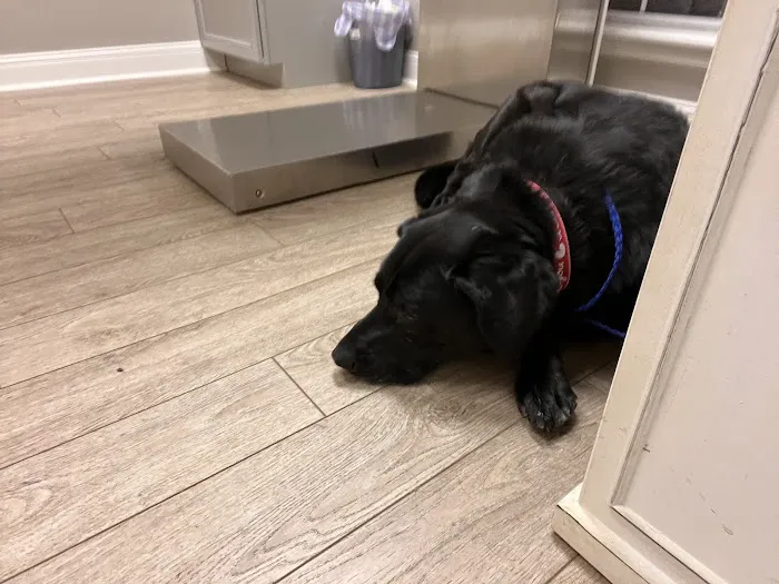 Madison Veterinary Emergency 4