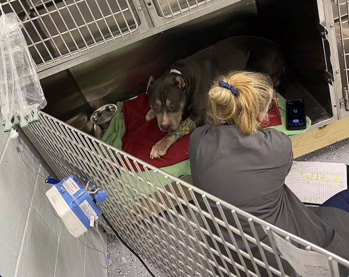 Madison Veterinary Emergency 10