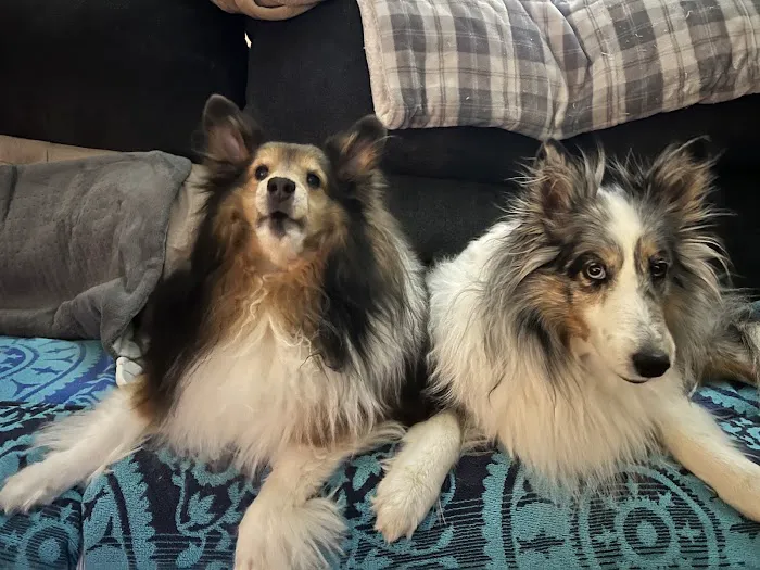 Eastside Animal Hospital 2