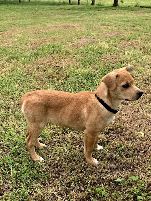 Eastside Animal Hospital 1