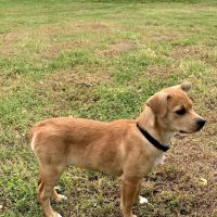 Eastside Animal Hospital ico