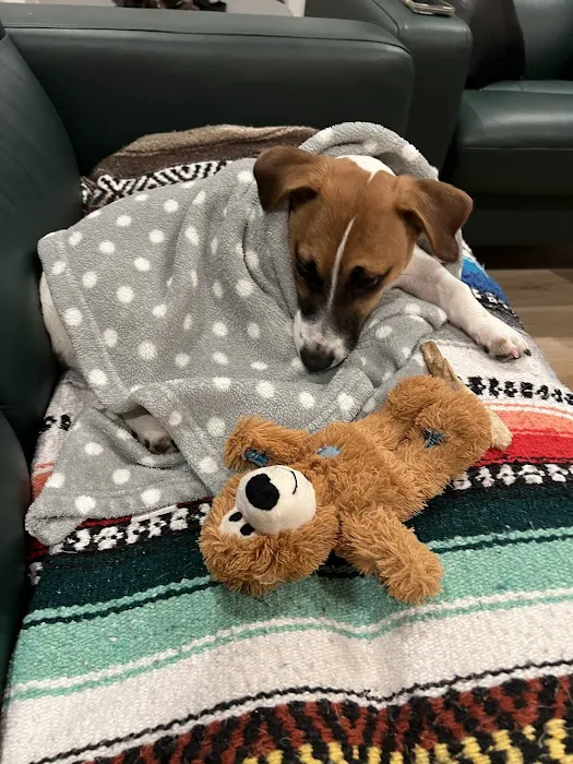 Eastside Animal Hospital 7