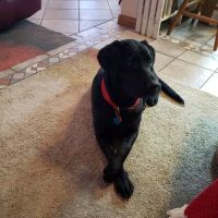Limestone Veterinary Clinic ico