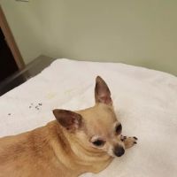Red Barn Animal Hospital ico
