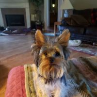Hammons John R DVM ico